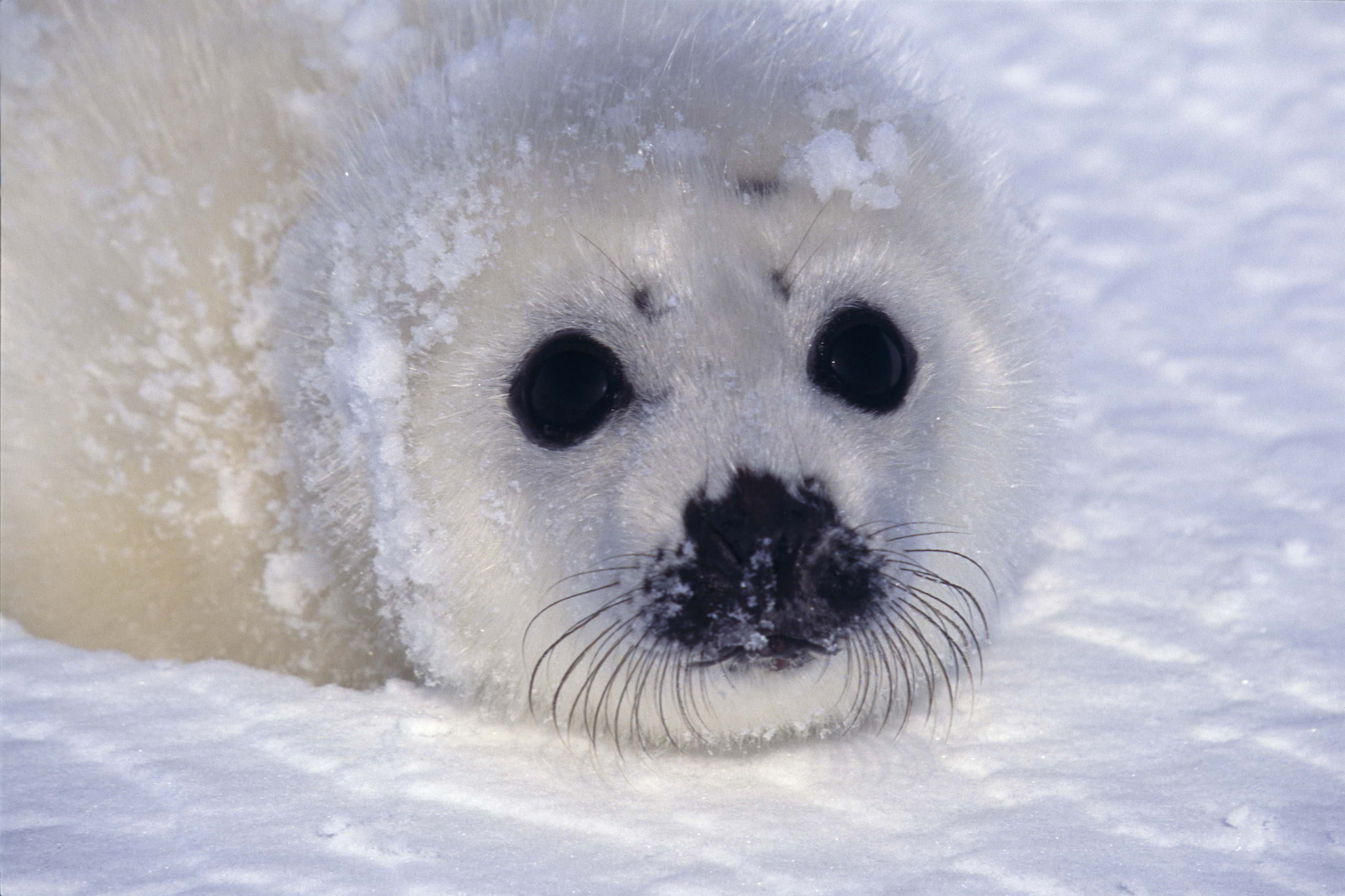 Download Animal Seal HD Wallpaper