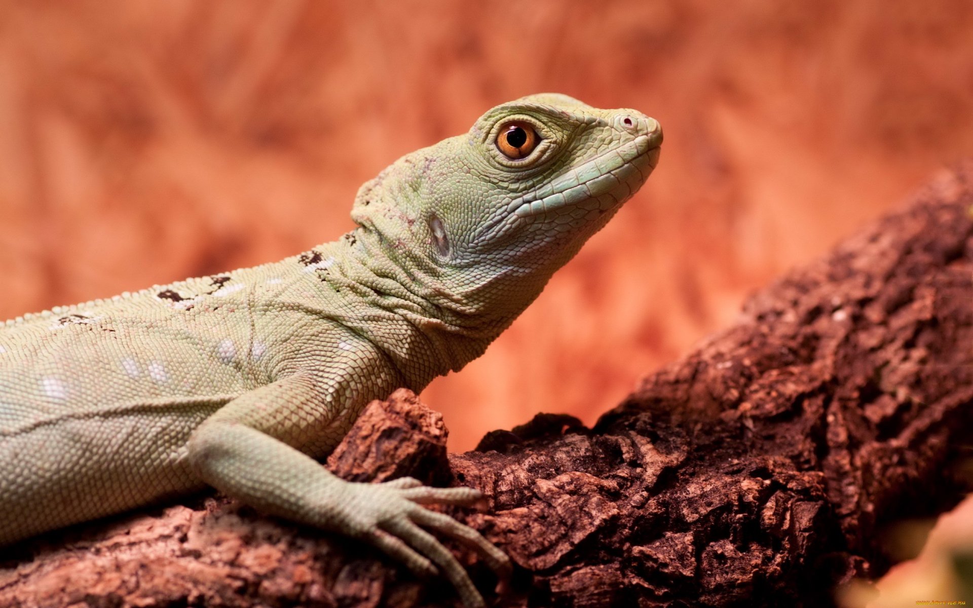 HD PC desktop wallpaper featuring a close-up of a lizard perched on a textured branch with a warm, blurred background.