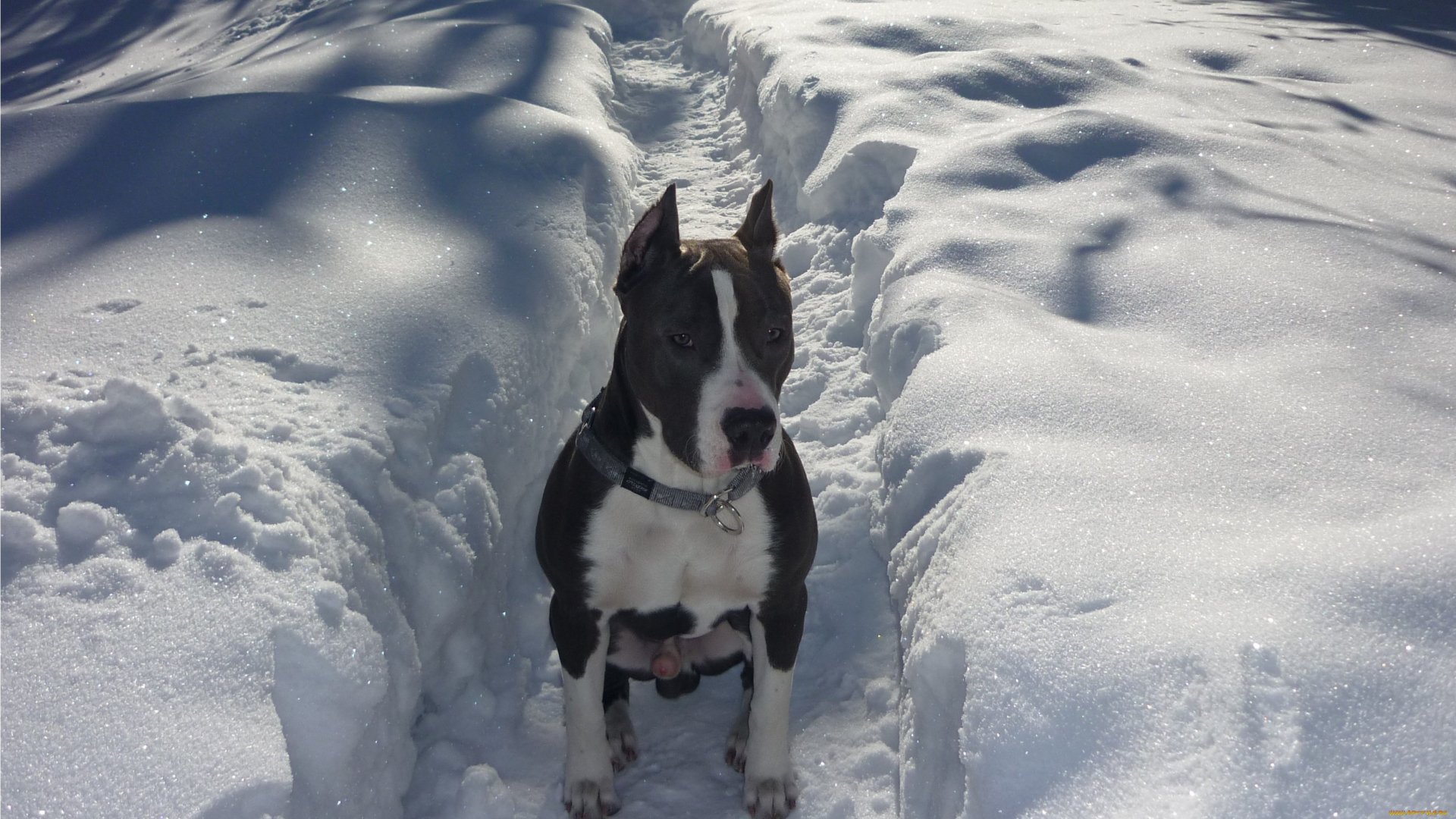 Black-and-white dog (animal) sitting in a narrow snow path — 2K Quad HD PC desktop wallpaper and background.