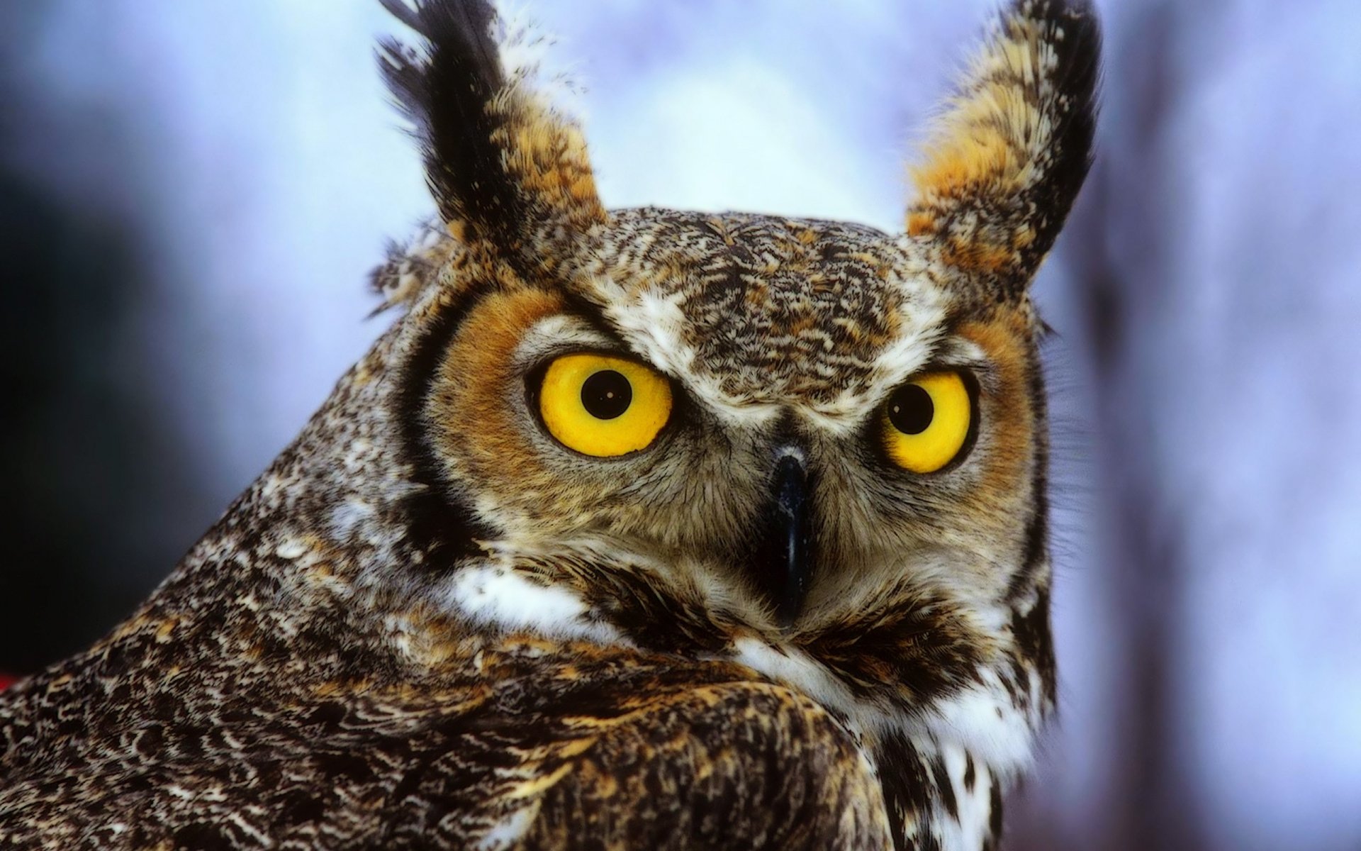 Majestic Owl HD Wallpaper: Captivating Wildlife Close-Up | 2560x1600 ...