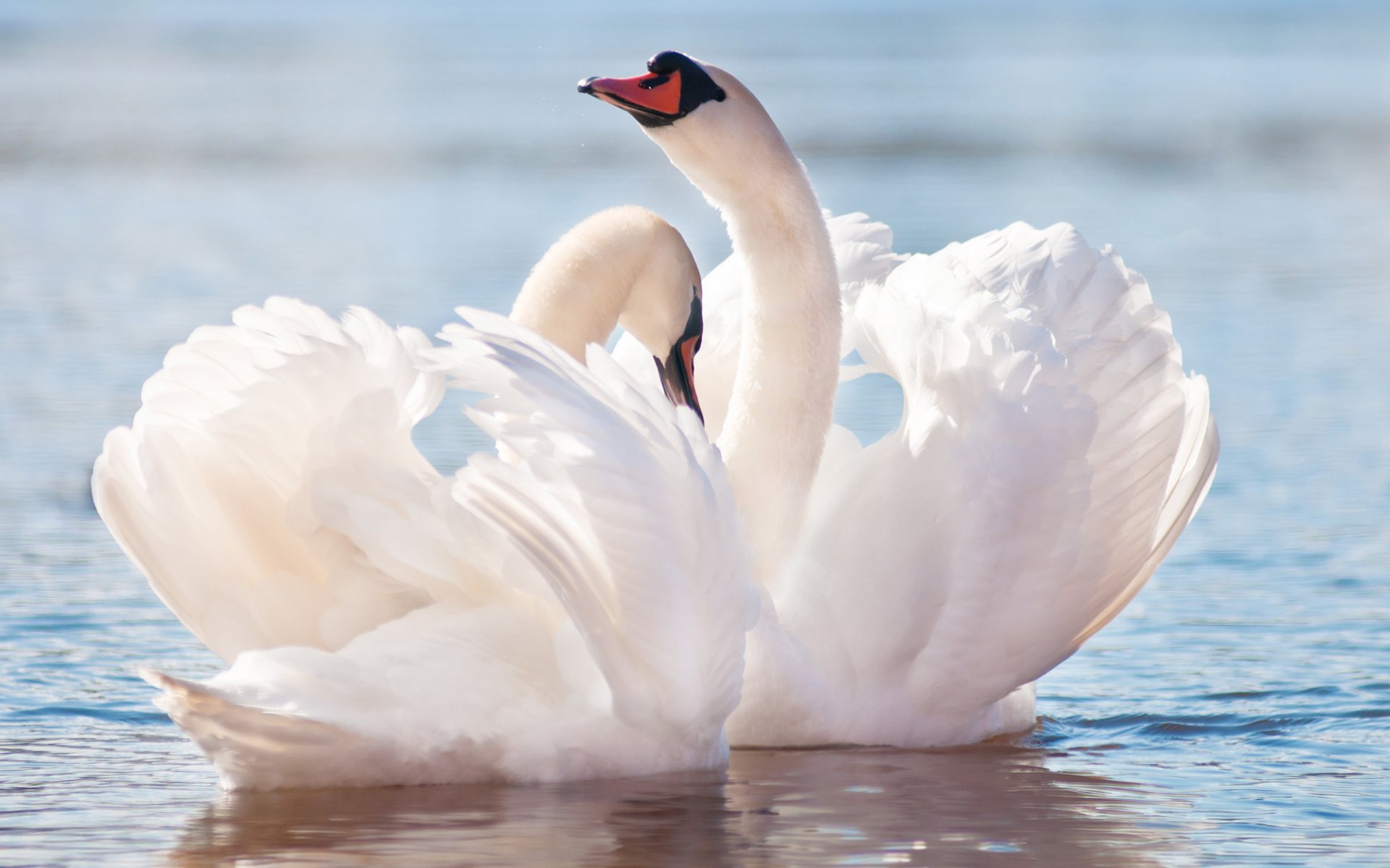 HD desktop wallpaper featuring a close-up of two elegant mute swans gliding on calm water with soft reflections.