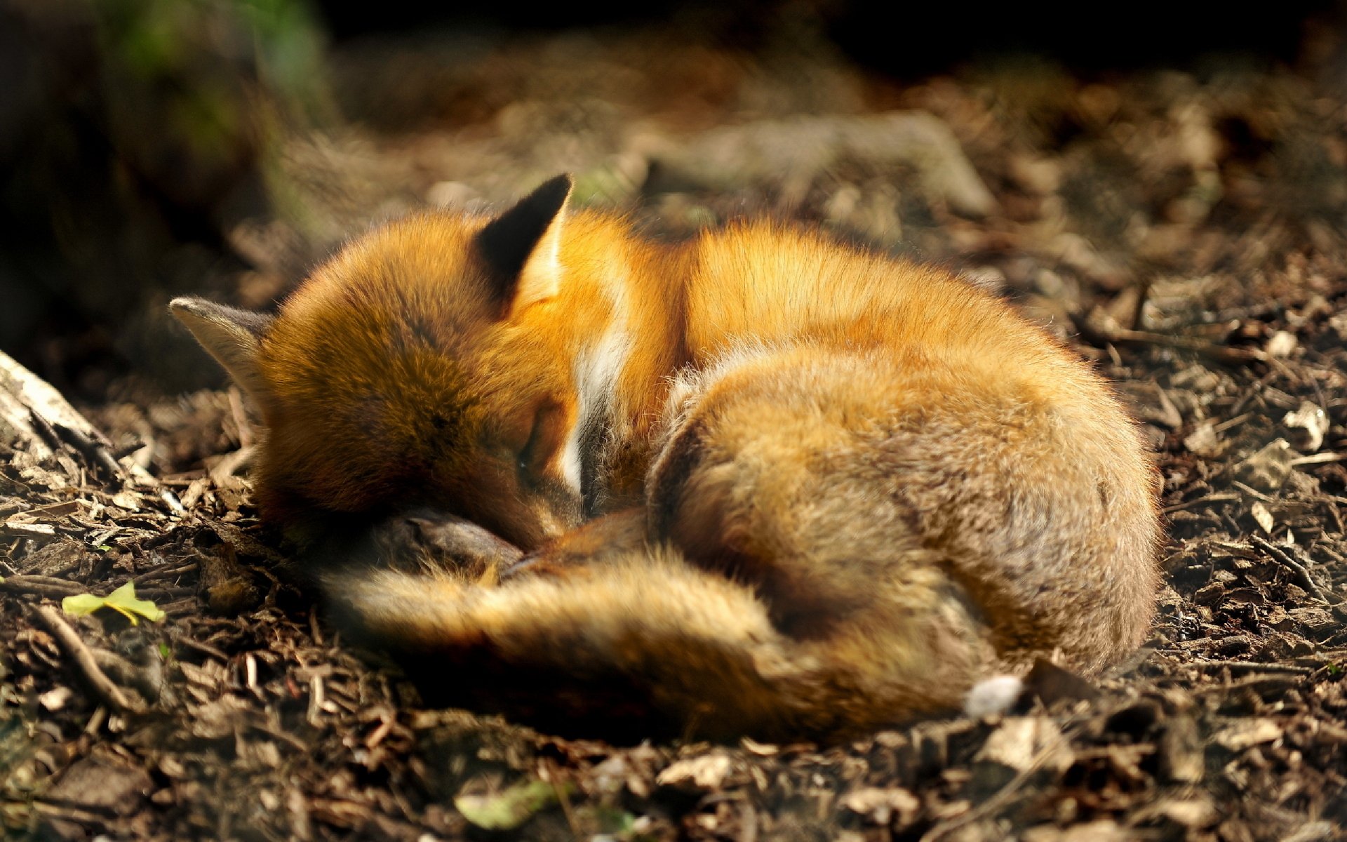 HD desktop wallpaper featuring a serene, sleeping fox curled up on the forest floor, surrounded by fallen leaves.