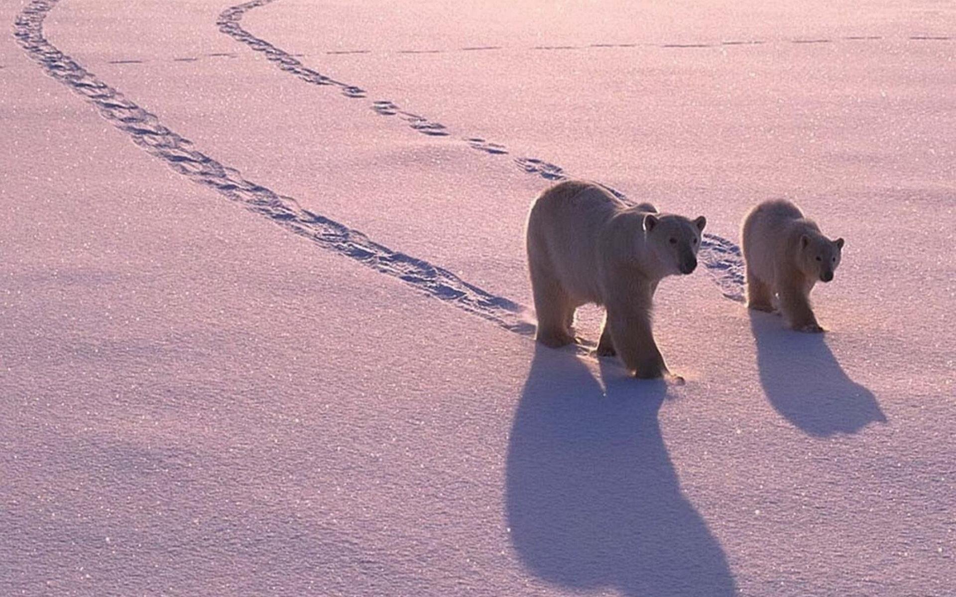 HD desktop wallpaper showing two polar bears walking on a snow-covered landscape with long shadows and distinct tracks behind them.