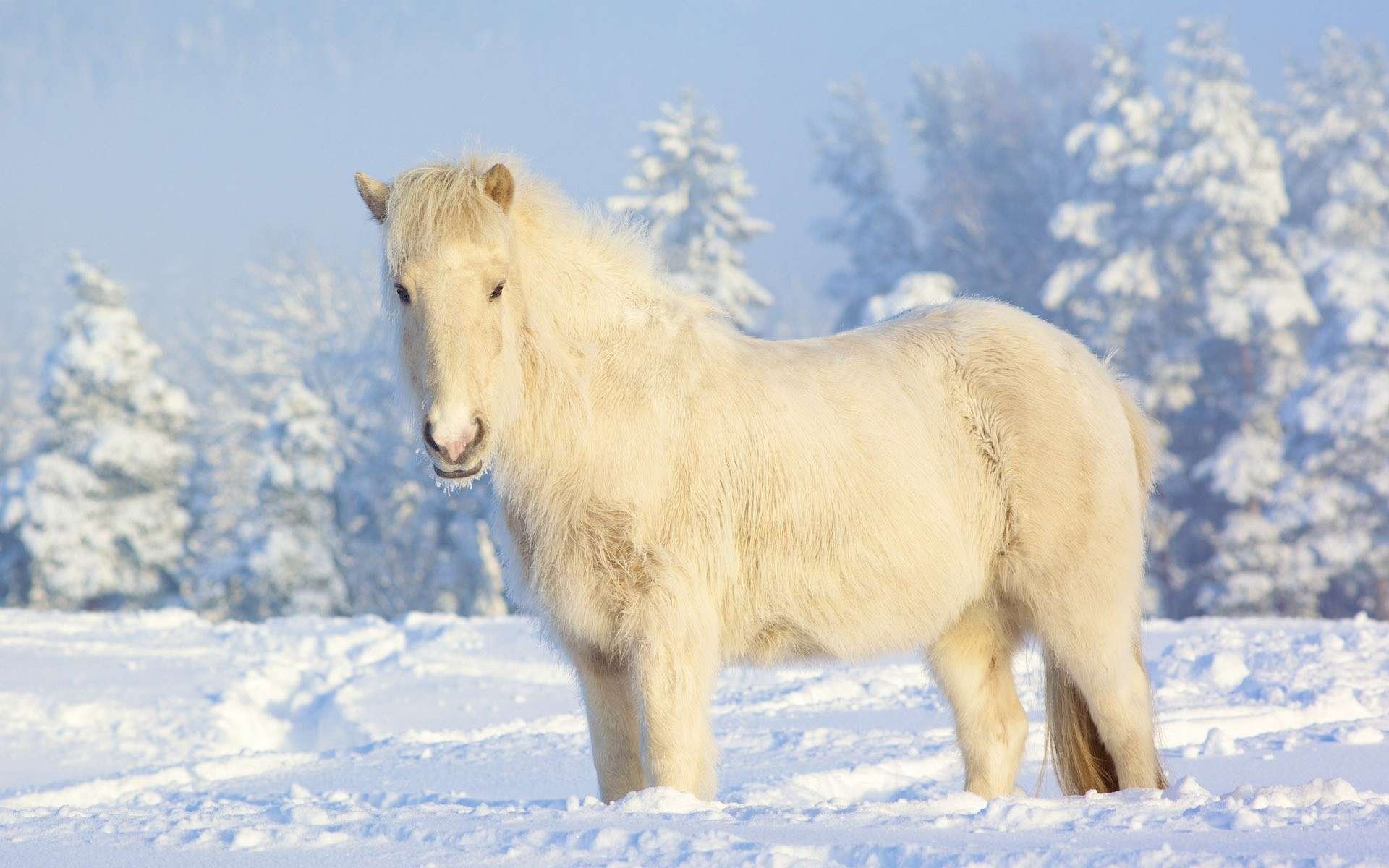 HD desktop wallpaper featuring a white horse standing in a snowy landscape with frosted trees in the background.