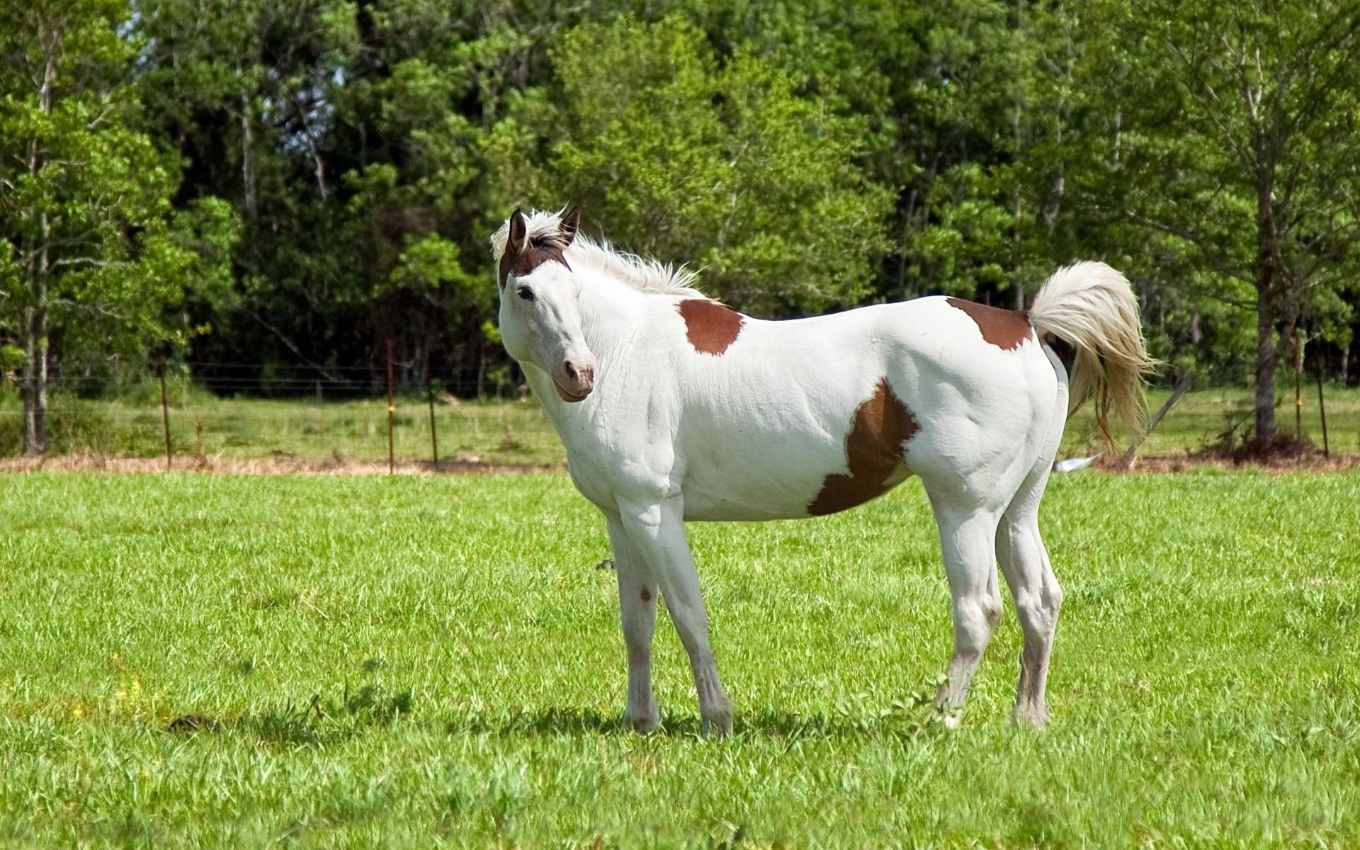 A striking horse with a white coat and brown patches stands in a lush green field, surrounded by trees, creating a serene HD desktop wallpaper and background.