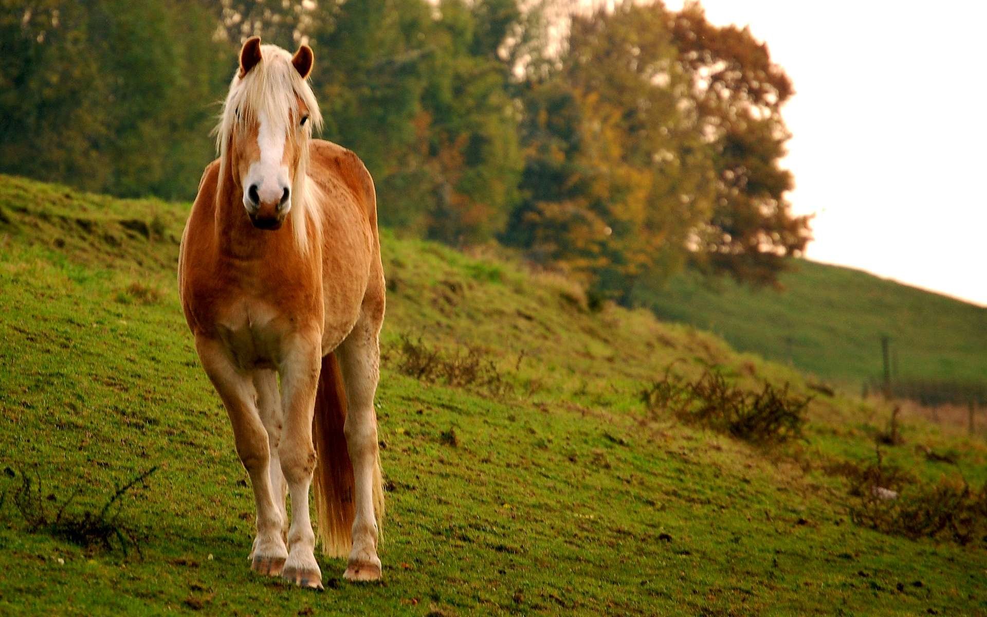 HD PC desktop wallpaper featuring a horse standing on a grassy hillside with trees and soft sunlight in the background.