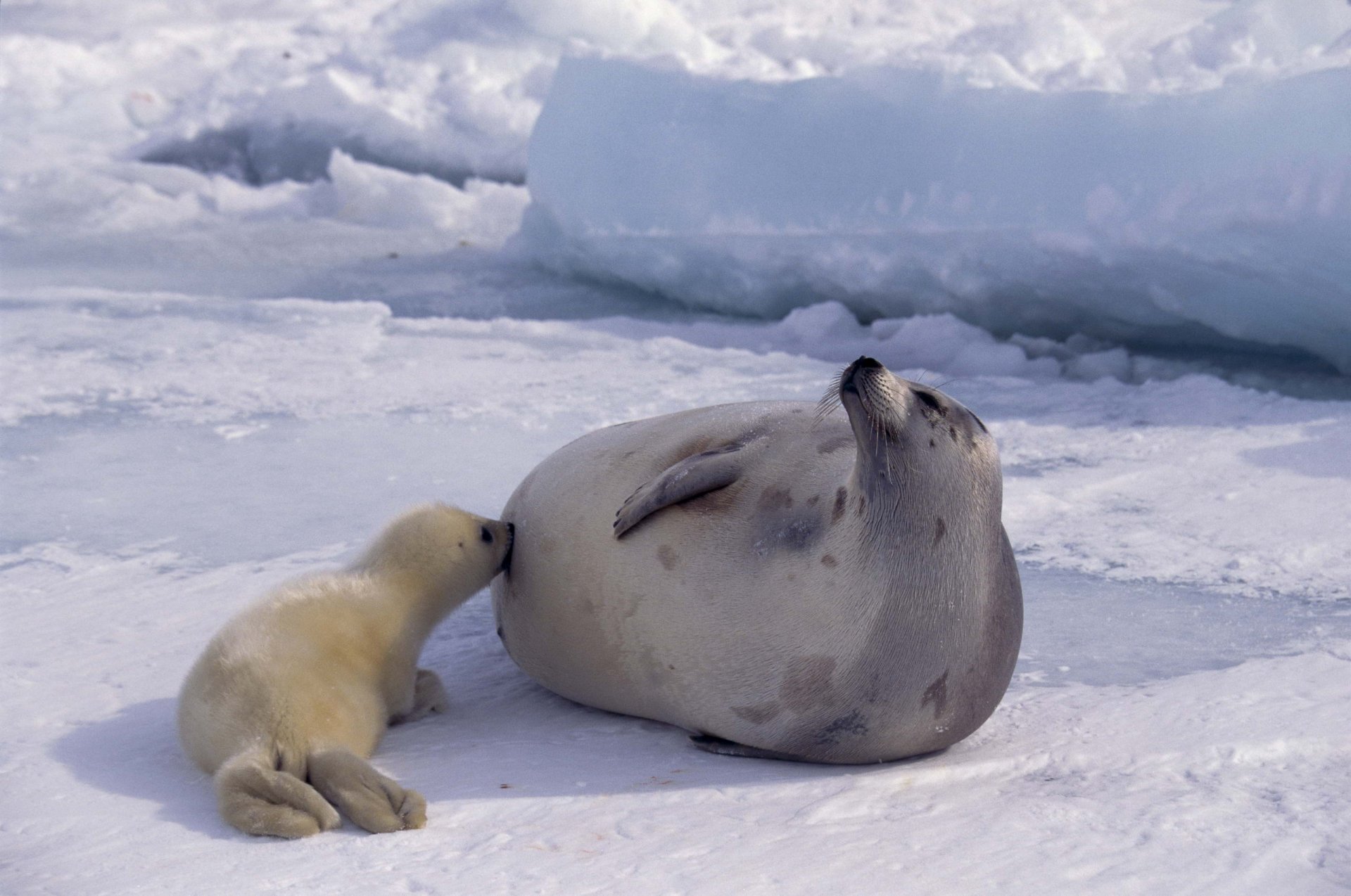 HD desktop wallpaper featuring a seal and its pup resting on icy snow, showcasing a serene Arctic animal scene.