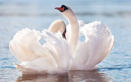 HD desktop wallpaper featuring a close-up of two elegant mute swans gliding on calm water with soft reflections.