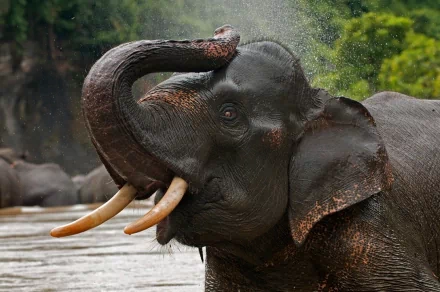 HD desktop wallpaper featuring a close-up of an Asian elephant splashing water with its trunk in a natural outdoor setting.