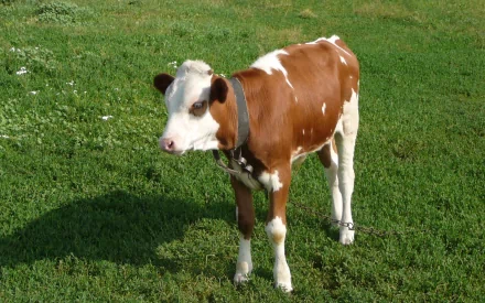 HD desktop wallpaper featuring a cow standing on lush green grass. The cow, with a brown and white coat, is facing slightly to the left.