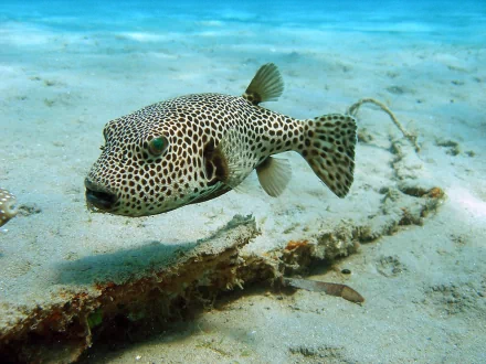 HD desktop wallpaper featuring a close-up of a spotted pufferfish swimming over a sandy ocean floor.