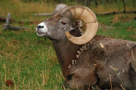 A close-up of a goat with impressive curled horns resting in a grassy field, capturing the beauty of nature. This HD image serves as a stunning desktop wallpaper.