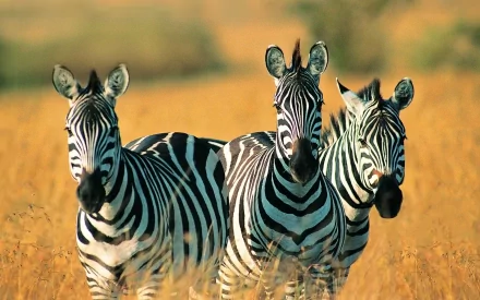 A group of three zebras stands amidst golden grass, showcasing their striking black and white stripes in this vibrant HD desktop wallpaper and background.