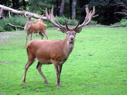 HD desktop wallpaper featuring two deer standing on lush green grass with a forested background.
