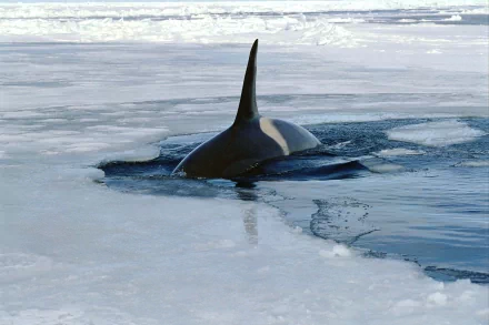 HD PC desktop wallpaper showing a whale surfacing through icy Arctic waters surrounded by floating ice.