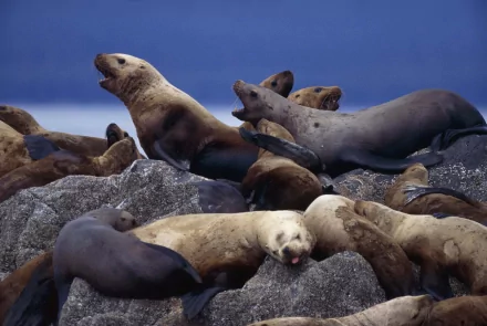 Animal sea lion HD Desktop Wallpaper | Background Image