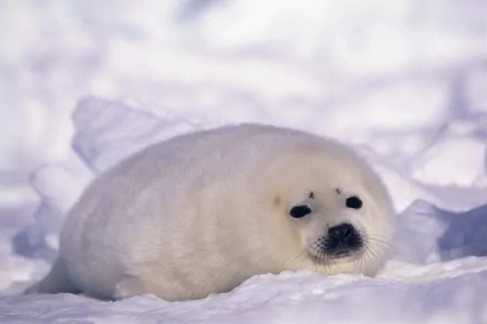 Animal seal HD Desktop Wallpaper | Background Image