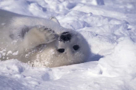 Animal seal HD Desktop Wallpaper | Background Image