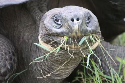 Close-up 4K Ultra HD desktop wallpaper of a tortoise eating grass, showcasing detailed textures of its face and shell.