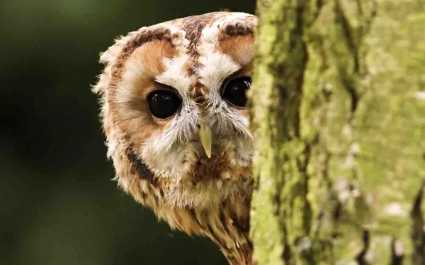Barred owl peeking from behind a moss-covered tree trunk, close-up showing detailed feathers and large dark eyes. 2K Quad HD PC desktop wallpaper/background.