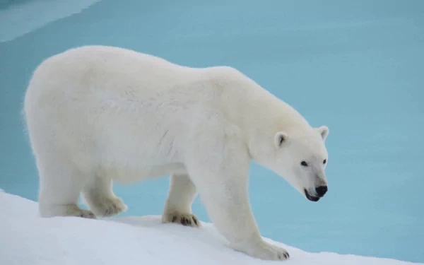 A majestic polar bear walks on snow near icy blue water, captured in stunning 4K Ultra HD as a PC desktop wallpaper and background.