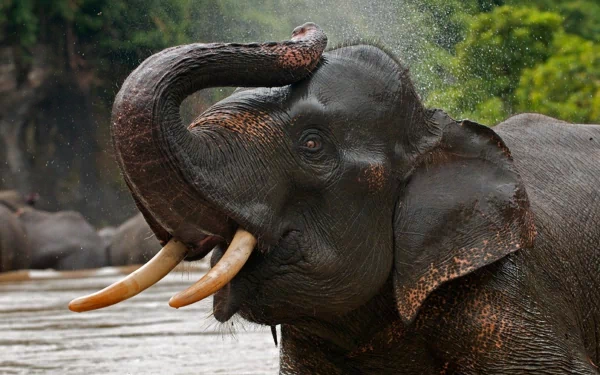 HD desktop wallpaper featuring a close-up of an Asian elephant splashing water with its trunk in a natural outdoor setting.