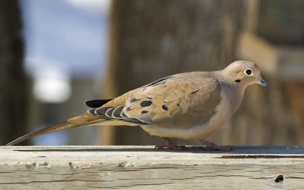 A gentle dove perches gracefully on a wooden surface, showcasing its soft feathers and distinctive markings, creating a serene backdrop for HD desktop wallpaper.