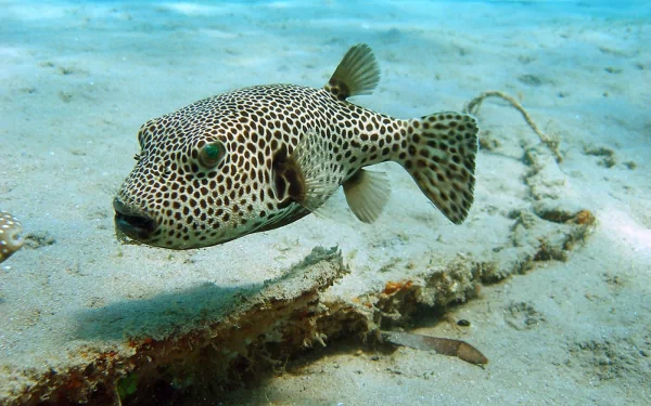HD desktop wallpaper featuring a close-up of a spotted pufferfish swimming over a sandy ocean floor.