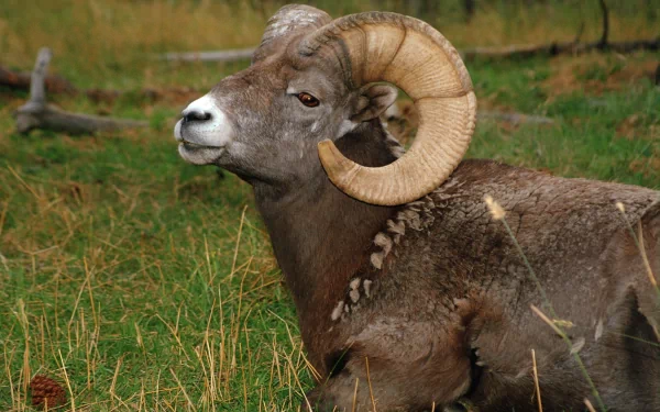 A close-up of a goat with impressive curled horns resting in a grassy field, capturing the beauty of nature. This HD image serves as a stunning desktop wallpaper.