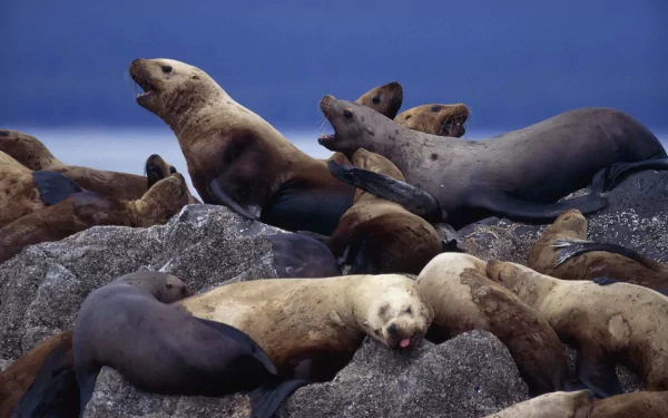 HD PC desktop wallpaper featuring a group of sea lions resting on rocky terrain against a clear blue sky background.