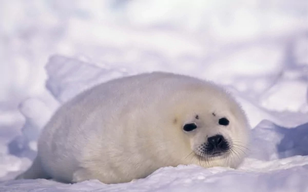 HD PC desktop wallpaper featuring a close-up of a fluffy white seal pup lying on snowy ice.