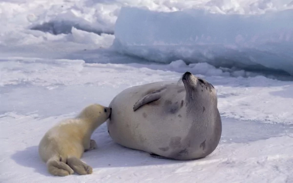 HD desktop wallpaper featuring a seal and its pup resting on icy snow, showcasing a serene Arctic animal scene.