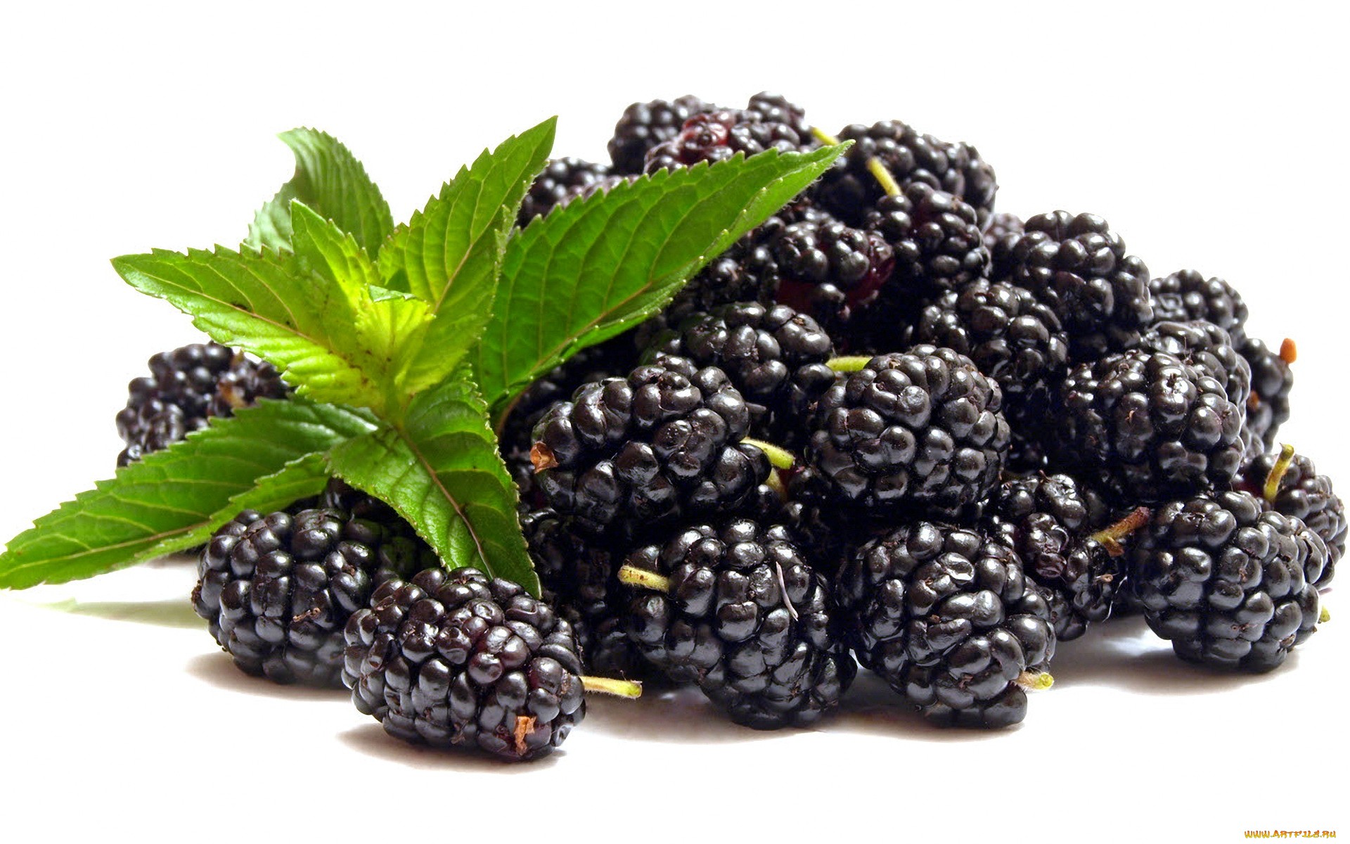 Blackberry HD Wallpaper | Background Image | 1920x1200 ...