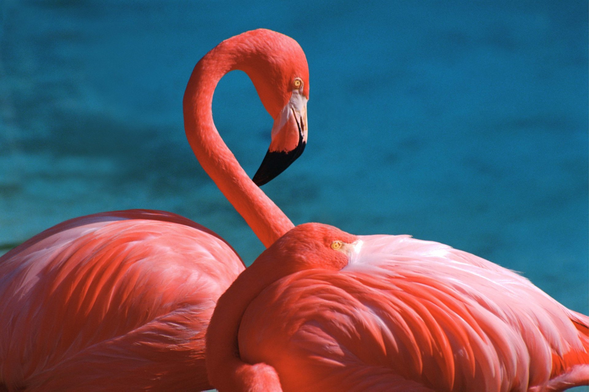 Flamingo Full HD Wallpaper and Background Image | 3072x2048 | ID:326008