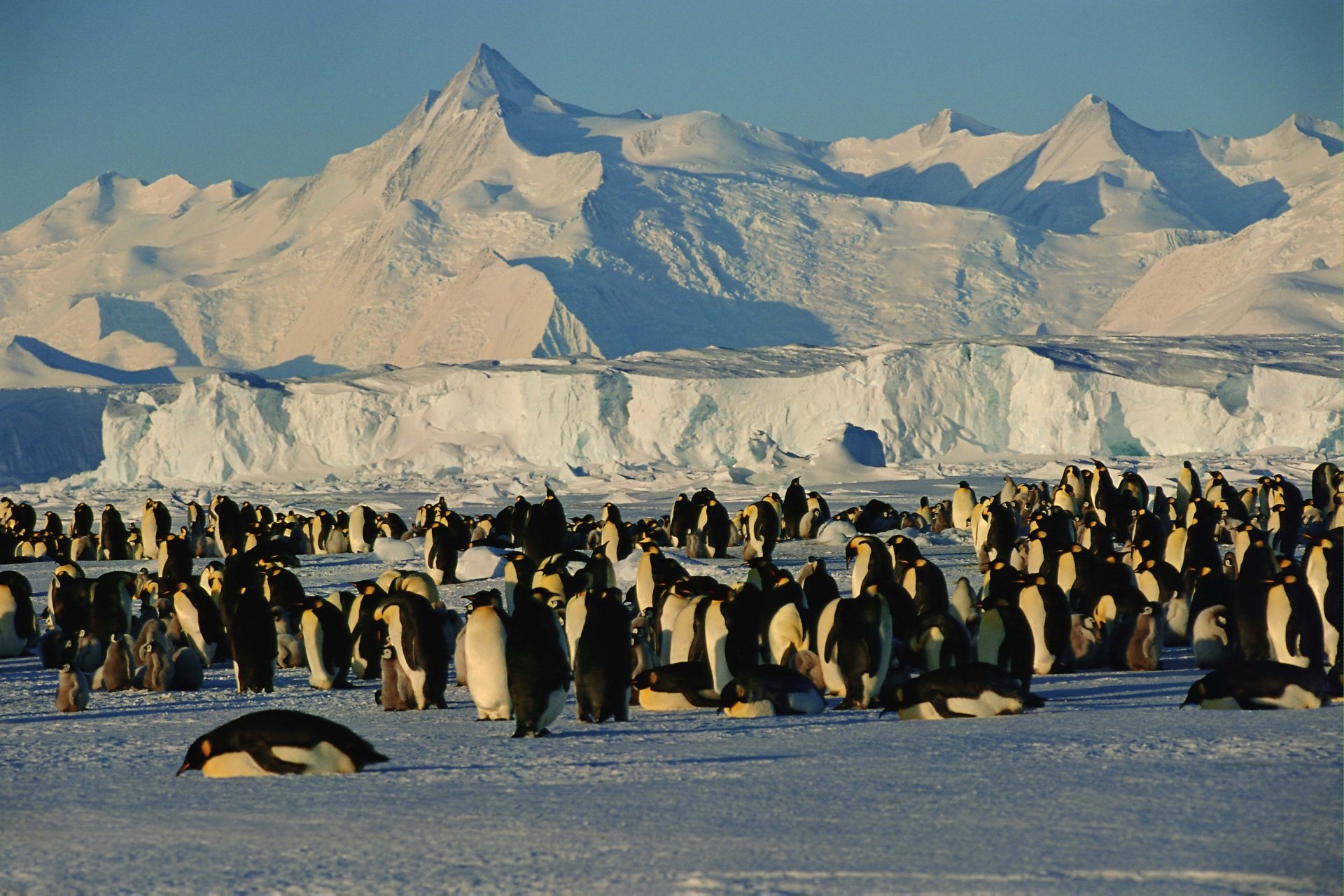2K Quad HD PC desktop wallpaper showing a large penguin colony (animal) on Antarctic ice with towering glaciers and distant mountains.