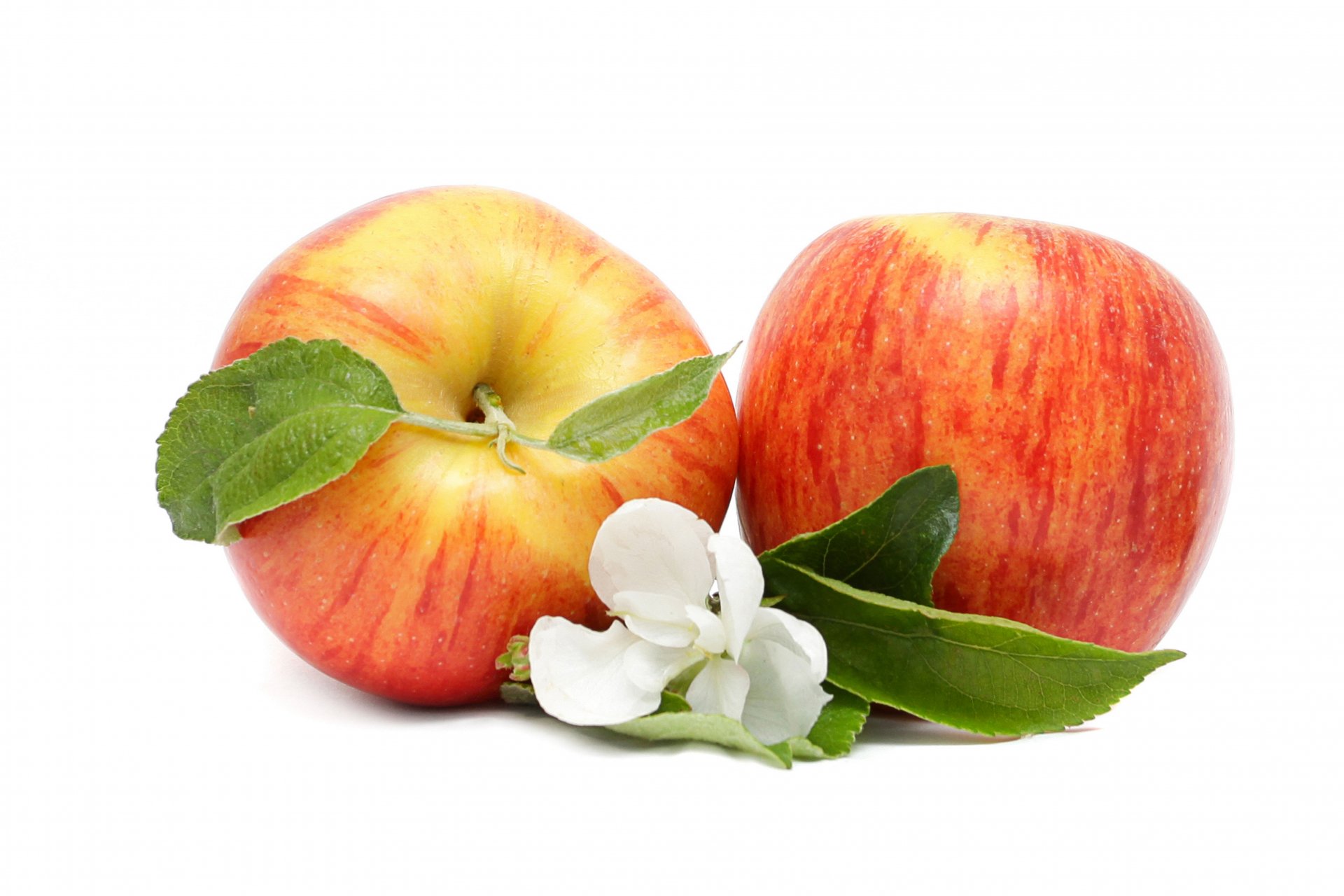 Two fresh red apples with green leaves and a white flower on a white background, rendered in 4K Ultra HD for a vibrant PC desktop wallpaper.