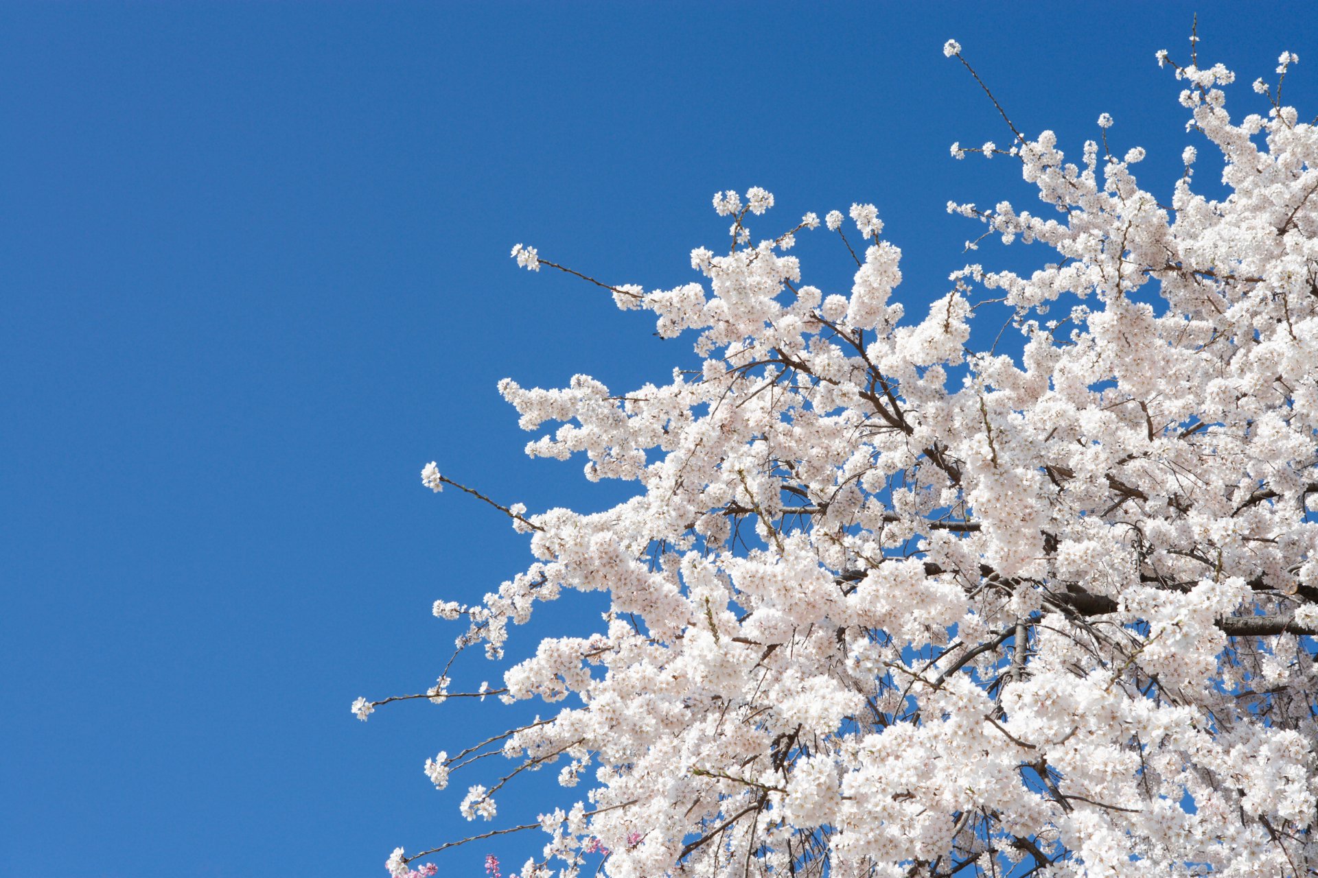 White cherry blossoms filling the upper-right frame against a vivid blue sky — 4K Ultra HD PC desktop wallpaper and background, nature blossom.