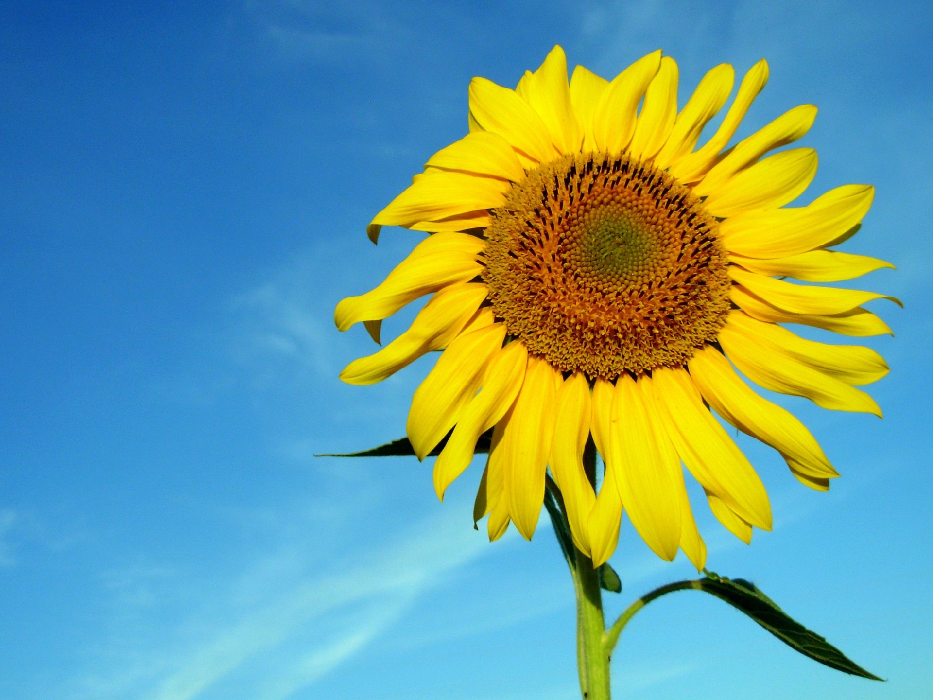 Vibrant sunflower head against a clear blue sky — nature scene rendered as a 2K Quad HD PC desktop wallpaper/background.