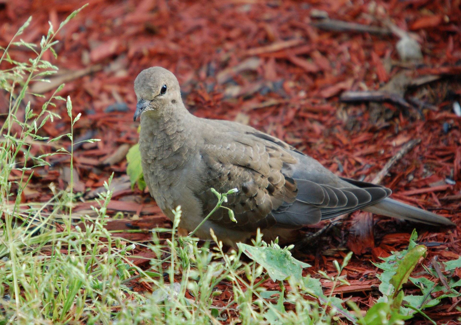 A dove stands among green grasses and red mulch, captured in high definition, making for a vibrant desktop wallpaper and background celebrating nature.