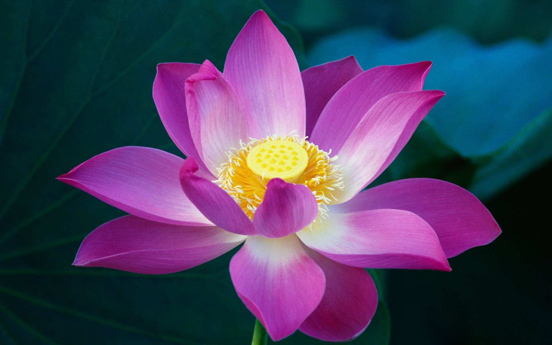 Hãy chiêm ngưỡng hình ảnh tuyệt đẹp về hoa sen - loài hoa được xem là Thần Quyền và thường được coi là biểu tượng của sự tinh khiết và thanh cao trong văn hóa Việt Nam. Bạn sẽ không thể rời mắt khỏi vẻ đẹp hoàn hảo của những cánh sen nhẹ nhàng trên mặt nước trong veo.