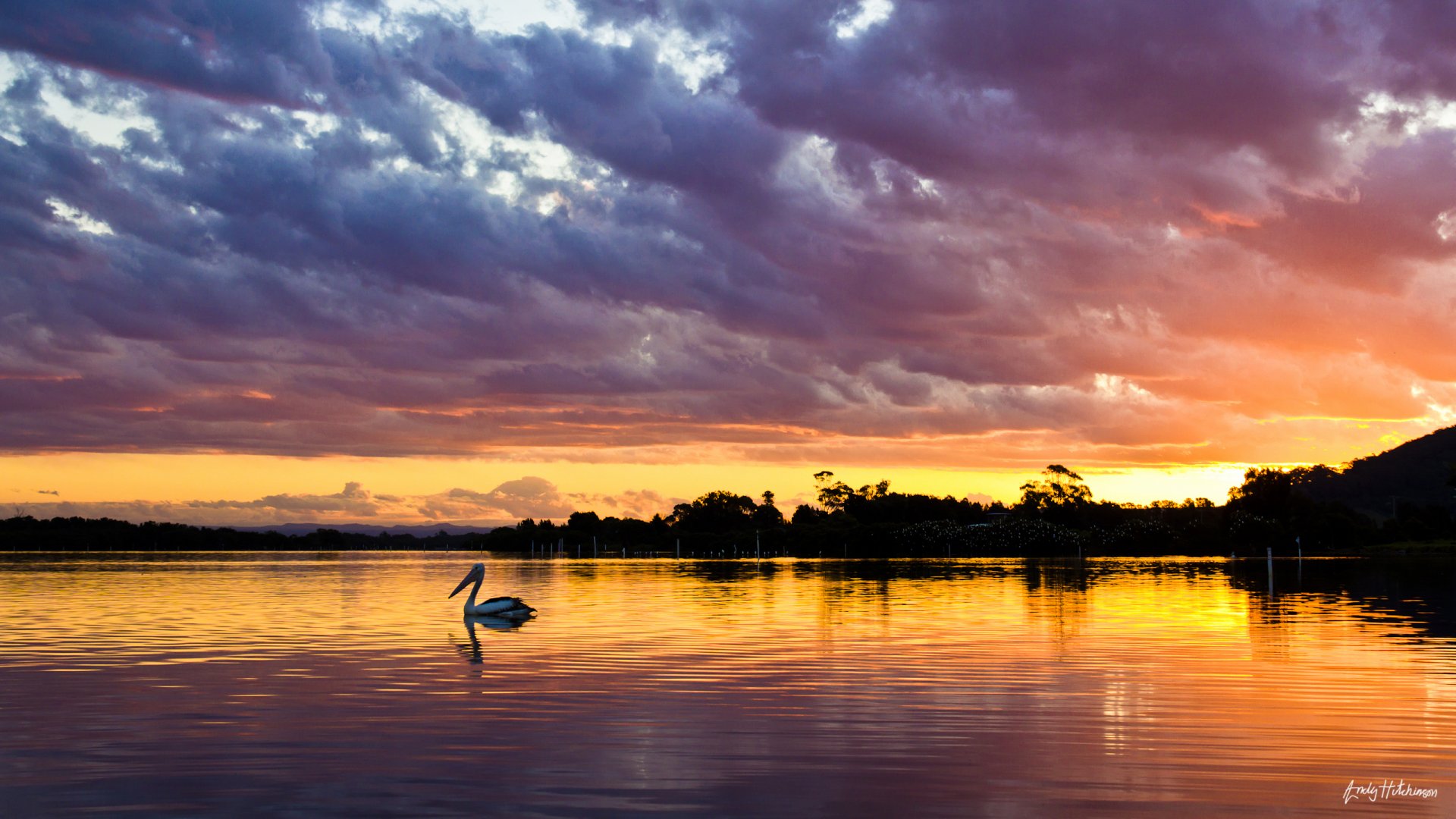 HD PC desktop wallpaper featuring a serene bird floating on calm water at sunset with dramatic clouds and vibrant colors reflecting on the lake.