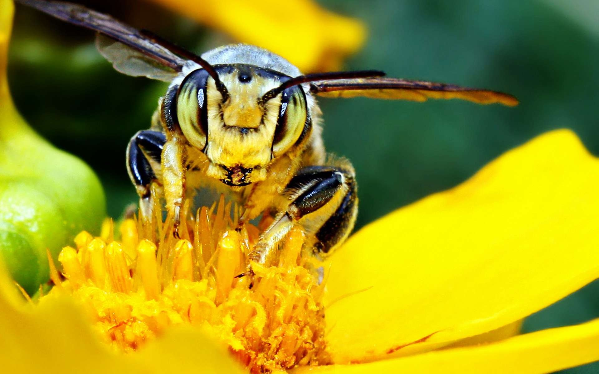 Close-up HD image of a bee collecting pollen on a vibrant yellow flower, captured as a detailed PC desktop wallpaper and background.