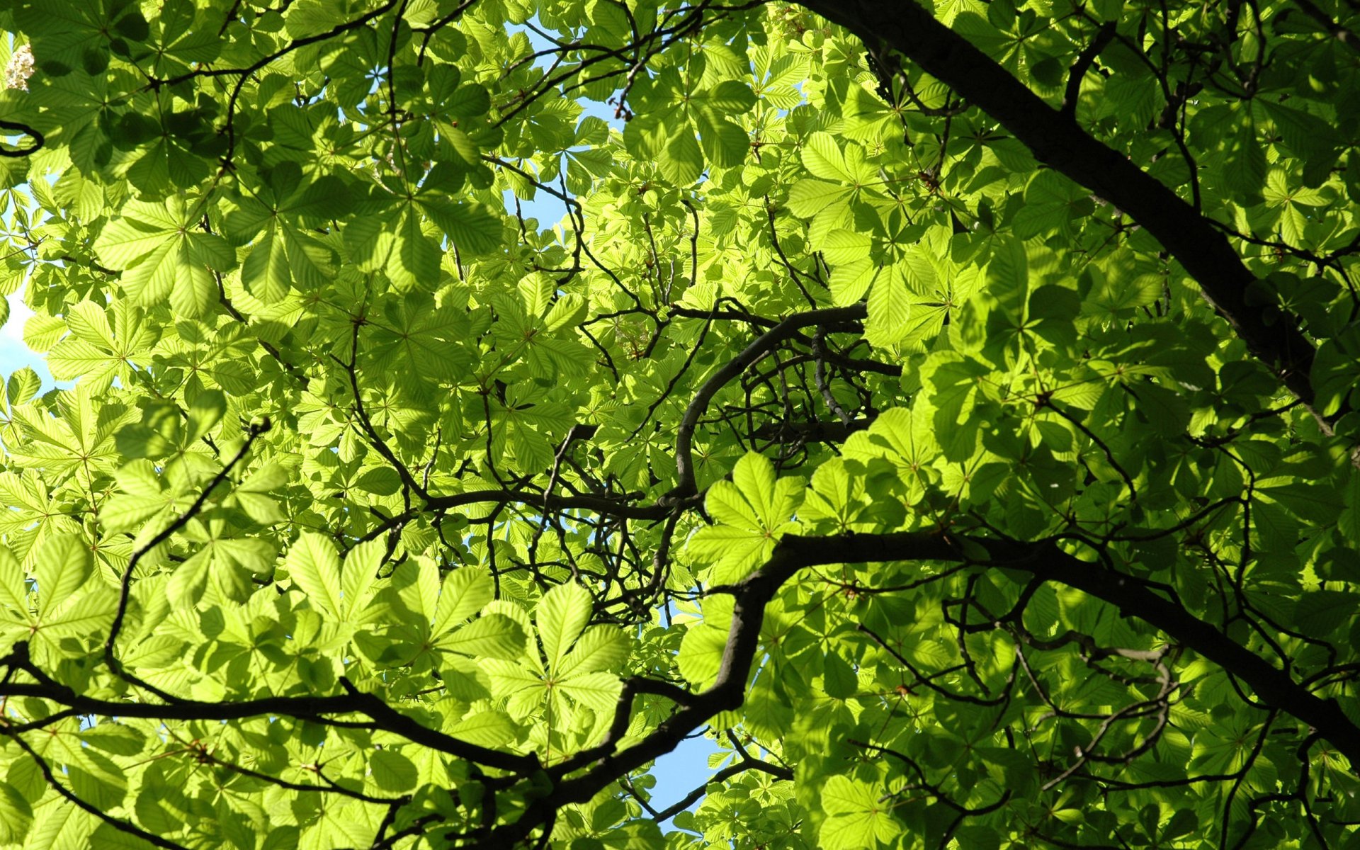 HD PC desktop wallpaper featuring vibrant green leaves with sunlight filtering through, highlighting the intricate branches of a tree in a natural setting.