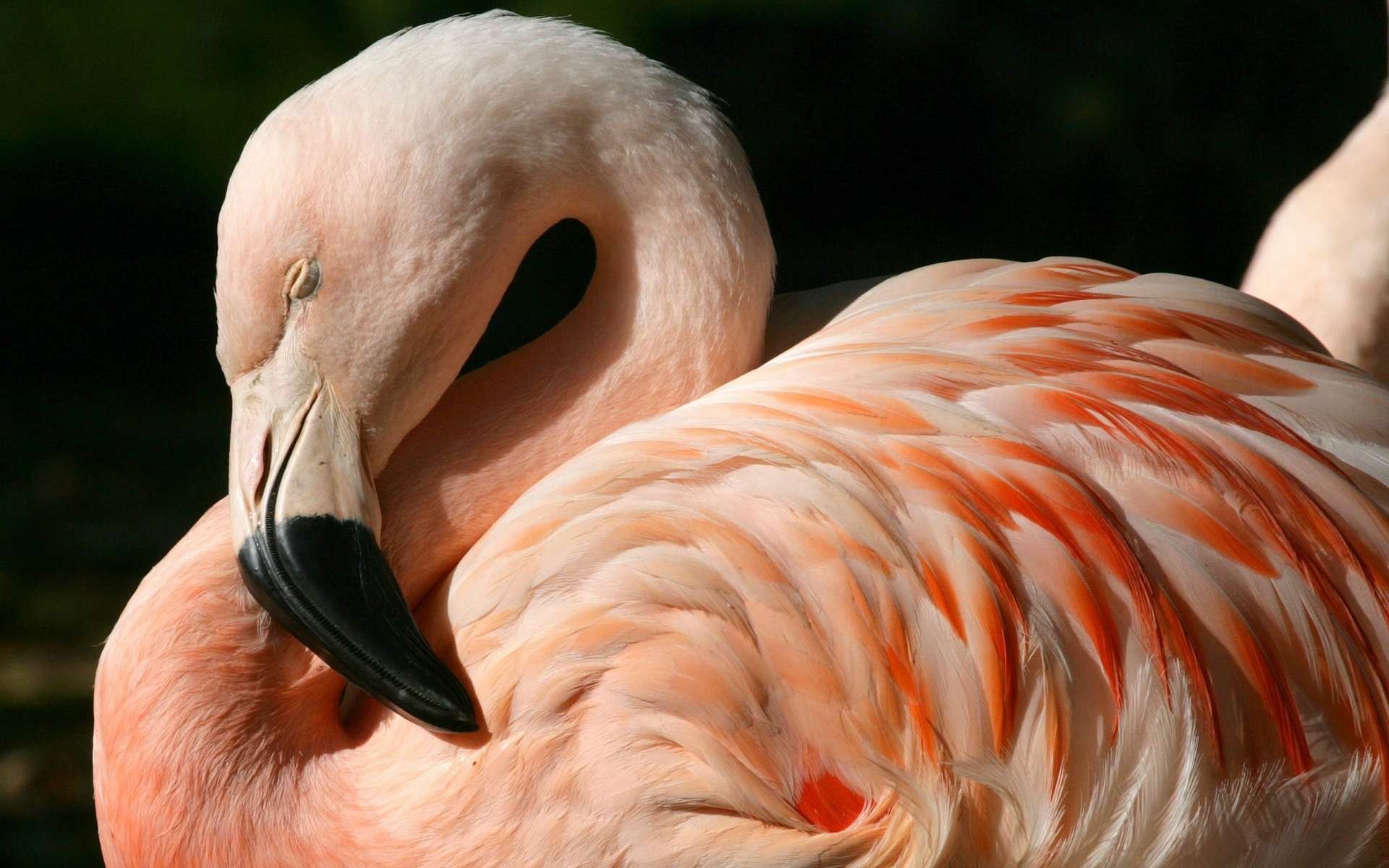 Flamant Fond d'écran HD | Arrière-Plan | 1920x1200 | ID:326633 ...