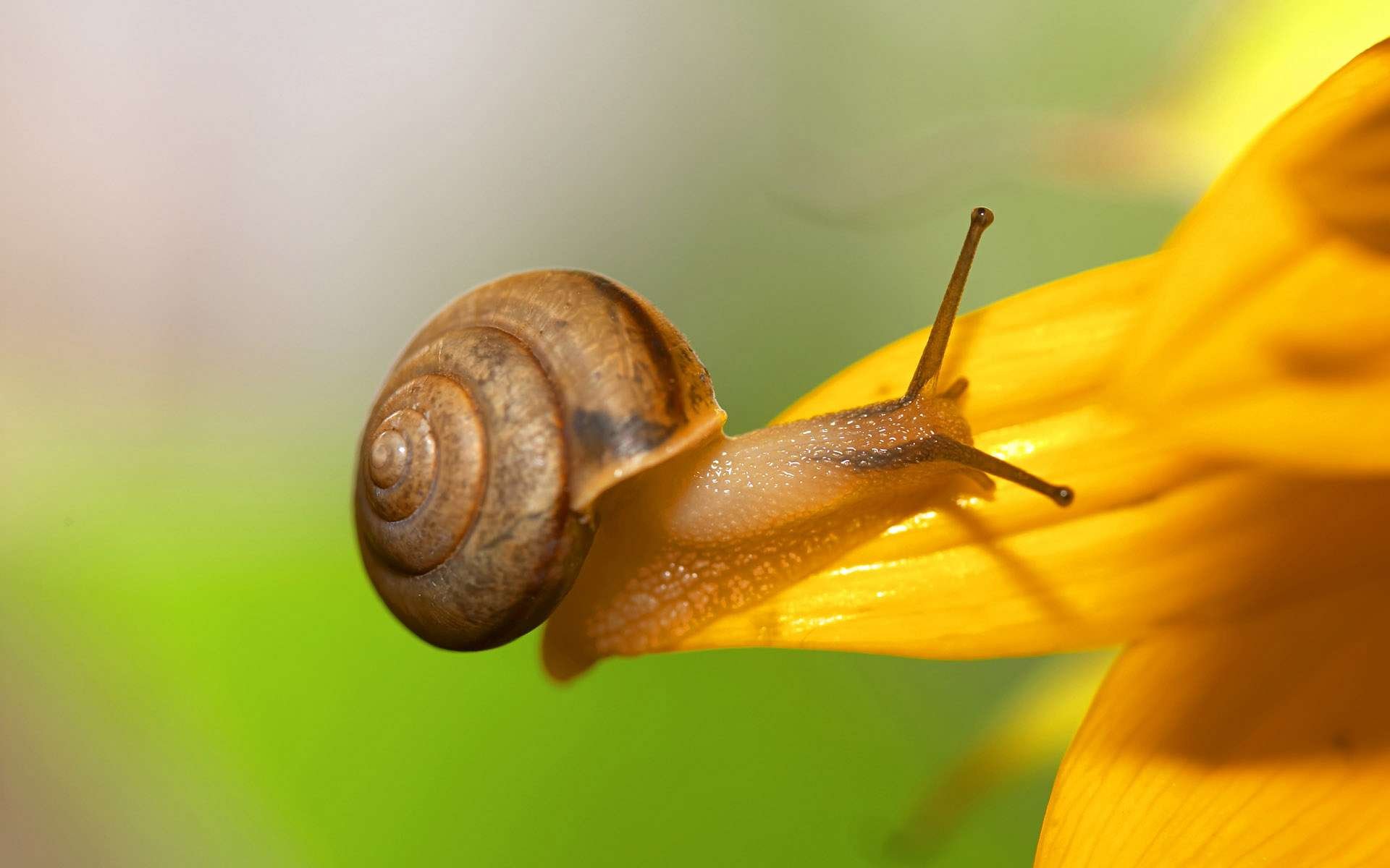 HD PC desktop wallpaper featuring a close-up of a snail crawling on a bright yellow flower petal against a soft, blurred green and beige background.