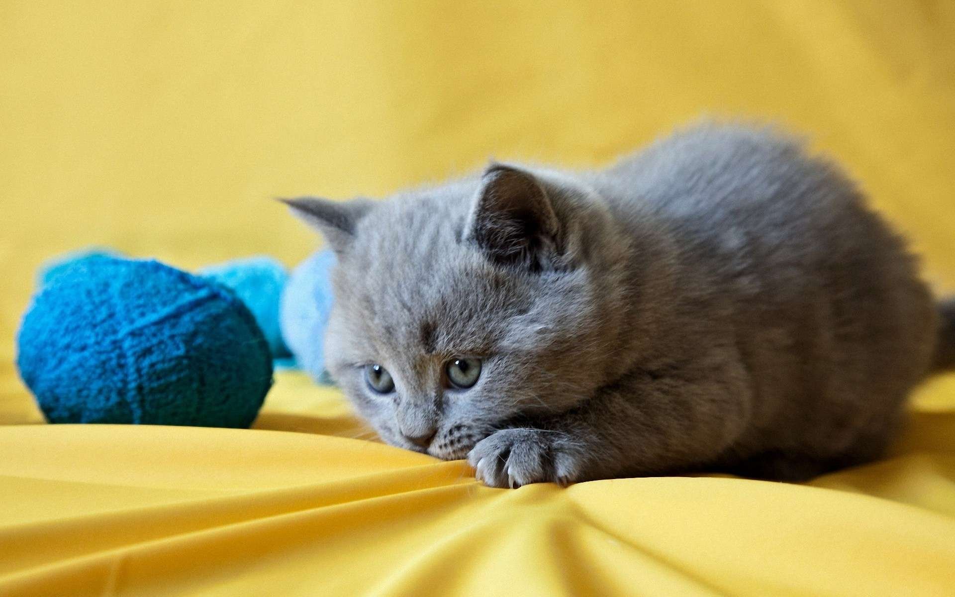 A playful cat crouches on a vibrant yellow background, focused on a blue toy ball, creating a lively and charming HD PC desktop wallpaper.
