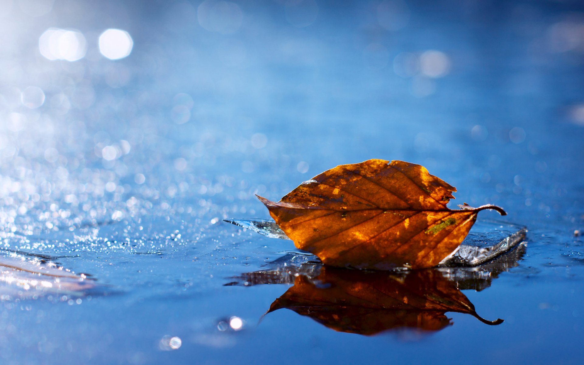 A single orange leaf rests on a reflective surface, surrounded by a serene blurred background of nature. This HD wallpaper captures the tranquility of the natural world.