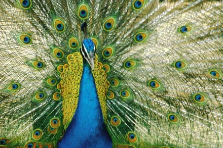 HD PC desktop wallpaper featuring a vibrant peacock with its colorful feathers fully fanned out against a natural background.