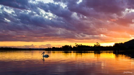 HD PC desktop wallpaper featuring a serene bird floating on calm water at sunset with dramatic clouds and vibrant colors reflecting on the lake.