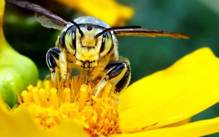 Close-up HD image of a bee collecting pollen on a vibrant yellow flower, captured as a detailed PC desktop wallpaper and background.
